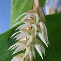 IMG_9454 - Copie